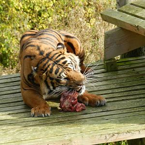 Bawa (Sumatran Tiger) at Flamingo Land - 14/10/2012