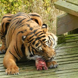 Bawa (Sumatran Tiger) at Flamingo Land - 14/10/2012