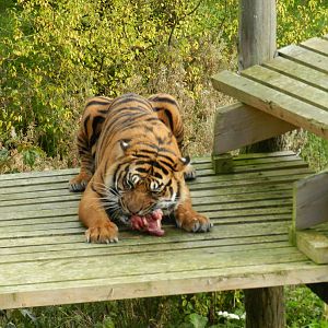 Bawa (Sumatran Tiger) at Flamingo Land - 14/10/2012