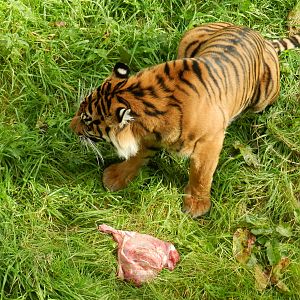 Surya (Sumatran Tiger) at Flamingo Land - 14/10/2012
