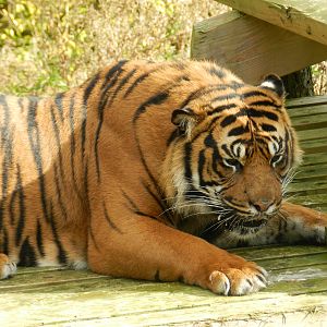 Bawa (Sumatran Tiger) at Flamingo Land - 14/10/2012