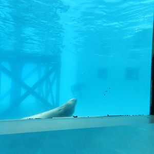 Sea Lion Underwater Viewing at Flamingo Land - 14/10/2012