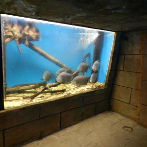 Pacu Tank at Flamingo Land - 14/10/2012