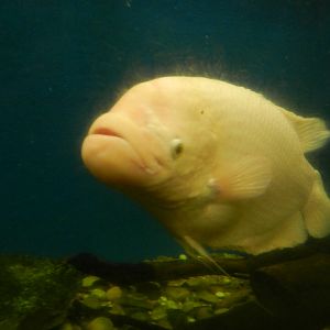 Giant Gourami at Flamingo Land - 14/10/2012