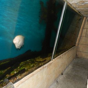 Giant Gourami/Pacu Tank at Flamingo Land - 14/10/2012