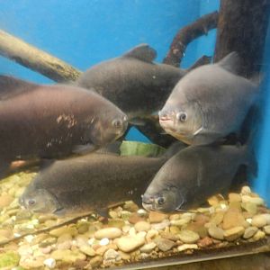 Pacu at Flamingo Land - 14/10/2012