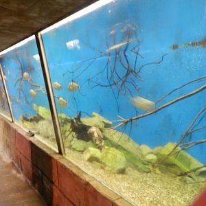 Piranha Tank at Flamingo Land - 14/10/2012