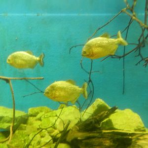 Red-bellied Piranhas at Flamingo Land - 14/10/2012