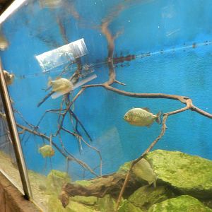 Piranha Tank at Flamingo Land - 14/10/2012