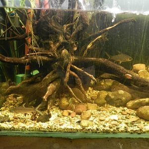 Silver Sharks and Clown Loaches at Flamingo Land - 14/10/2012