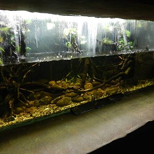 Silver Shark and Clown Loach Aquarium at Flamingo Land - 14/10/2012