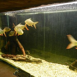 Freshwater Aquarium at Flamingo Land - 14/10/2012