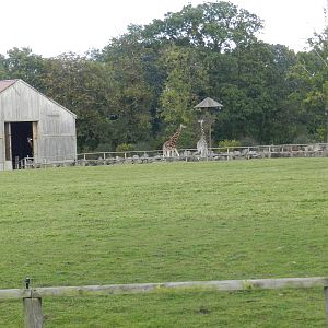 Giraffe Paddock at Flamingo Land - 14/10/2012
