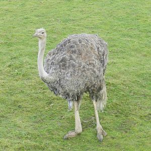 Ostrich at Flamingo Land - 14/10/2012