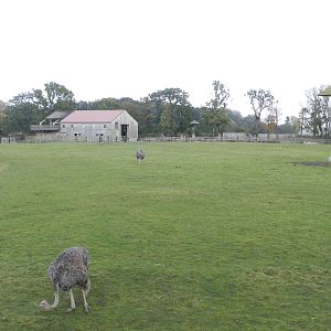 Giraffe Paddock at Flamingo Land - 14/10/2012