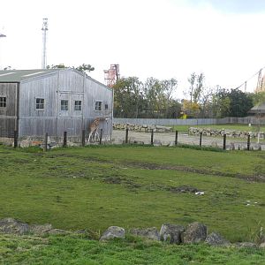 Giraffe Paddock at Flamingo Land - 14/10/2012