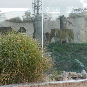 Lions at Flamingo Land - 14/10/2012