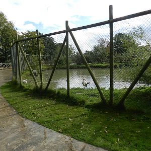 White Stork Lake at Flamingo Land - 14/10/2012