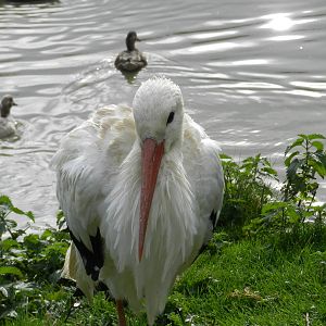 White Stork at Flamingo Land - 14/10/2012