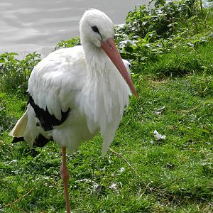 White Stork at Flamingo Land - 14/10/2012