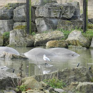 Hippopotamuses at Flamingo Land - 14/10/2012