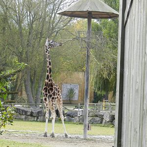 Giraffe at Flamingo Land - 14/10/2012