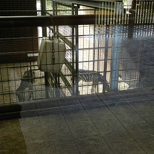 Giraffe House at Flamingo Land - 14/10/2012