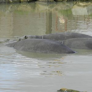 Hippopotamuses at Flamingo Land - 14/10/2012