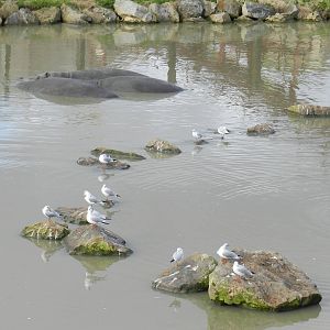 Hippopotamuses at Flamingo Land - 14/10/2012