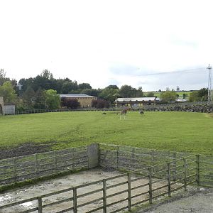 Giraffe Paddock at Flamingo Land - 14/10/2012