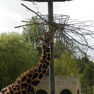Giraffe at Flamingo Land - 14/10/2012