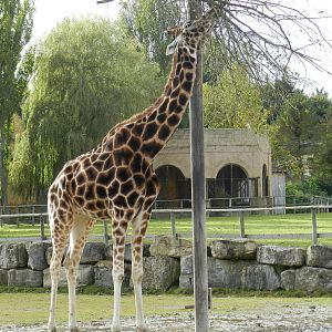 Giraffe at Flamingo Land - 14/10/2012