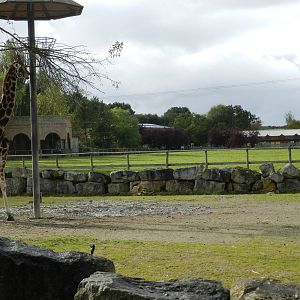 Giraffe Paddock at Flamingo Land - 14/10/2012