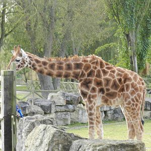 Giraffe at Flamingo Land - 14/10/2012