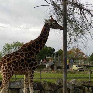 Giraffe at Flamingo Land - 14/10/2012