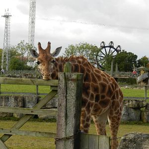 Giraffe at Flamingo Land - 14/10/2012