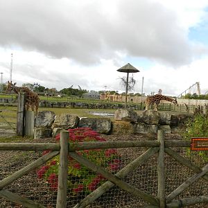 Giraffe Paddock at Flamingo Land - 14/10/2012