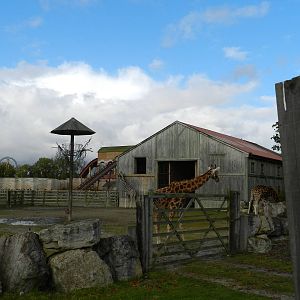 Giraffe House at Flamingo Land - 14/10/2012