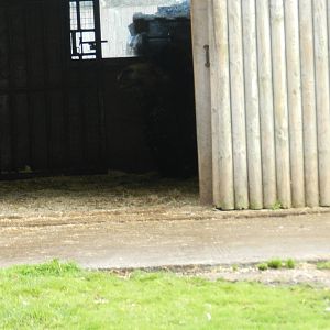 Bactrian Camel at Flamingo Land - 14/10/2012