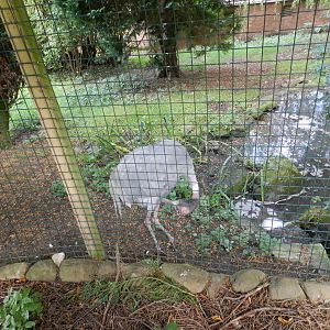 Sarus Crane at Flamingo Land - 14/10/2012
