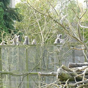 Ring-tailed Lemurs at Flamingo Land - 14/10/2012