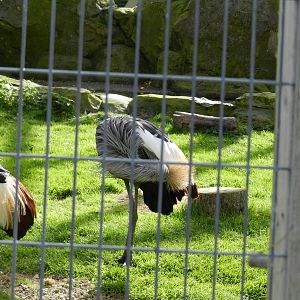 Grey-crowned Crane at Flamingo Land - 14/10/2012