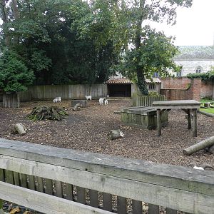 Goat Enclosure at Flamingo Land - 14/10/2012
