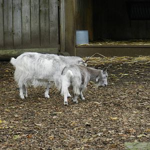 Goats at Flamingo Land - 14/10/2012
