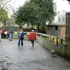 Muddy Duck Farm at Flamingo Land - 14/10/2012