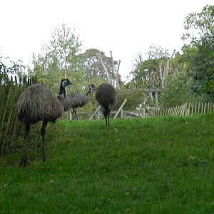 Emus at Flamingo Land - 14/10/2012