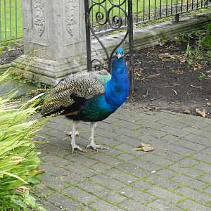 Freeroaming Peafowl at Flamingo Land - 14/10/2012