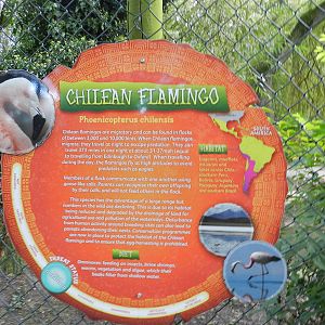 Chilean Flamingo Sign at Flamingo Land - 14/10/2012