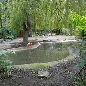 Flamingo Exhibit at Flamingo Land - 14/10/2012