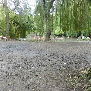 Flamingo Exhibit at Flamingo Land - 14/10/2012